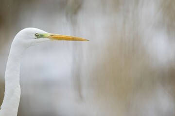 Great egret (Ardea alba), animal portrait, Hesse, Germany, Europe