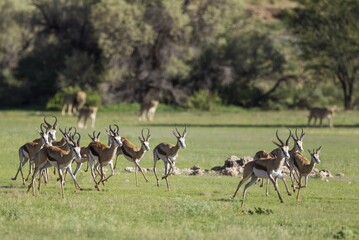 Springboks (Antidorcas marsupialis), frightened by lions (Panthera leo), during the rainy season in green surroundings, Kalahari Desert, Kgalagadi Transfrontier Park, South Africa, Africa