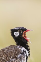 Northern Black Korhaan (Afrotis afraoides), also called White-quilled Bustard, male, displaying, calling, Kalahari Desert, Kgalagadi Transfrontier Park, South Africa, Africa