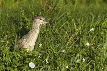 Black-crowned Night Heron (Nycticorax nycticorax), juvenile, hunting at a bank slope of a canal, environs of the Ebro Delta Nature Reserve, Tarragona province, Catalonia, Spain, Europe