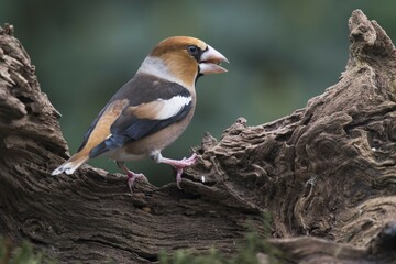 Hawfinch (Coccothraustes coccothraustes) sits on a tree stump and eats, Emsland, Lower Saxony, Germany, Europe