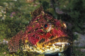 Red sea raven (Hemitripterus americanus), Nova Scotia, Atlantic Ocean, Canada, North America