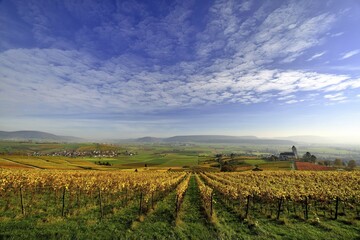 Fototapeta premium Vineyards in autumn with views of the Klettgau, cirrocumulus clouds in the sky, Oberhallau, Hallau, Klettgau, Canton of Schaffhausen, Switzerland, Europe