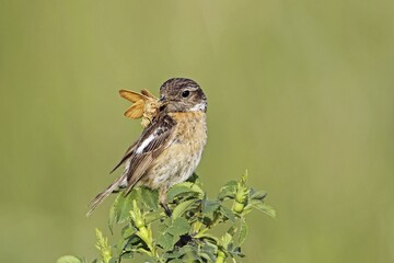 African stonechat (Saxicola torquata), female with an oak eggar (Quercus Lasiocampa), Burgenland, Austria, Europe