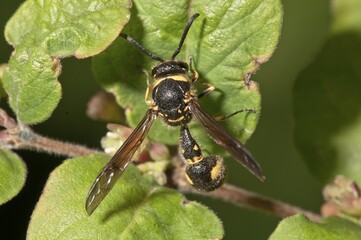 Potter wasp (Eumenes sp.), Baden-Württemberg, Germany, Europe