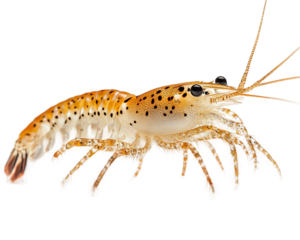 Tan and white crab with black spots on its back