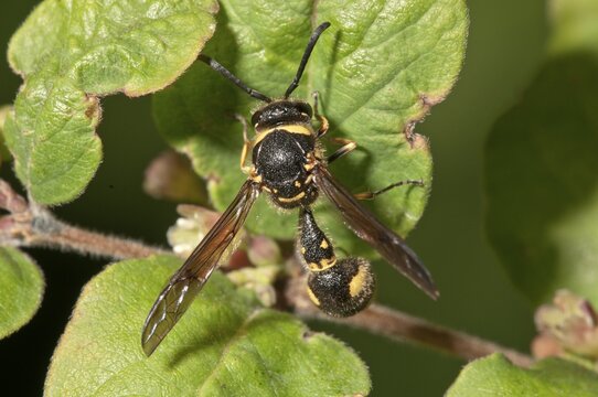Potter wasp (Eumenes sp.), Baden-W&uuml;rttemberg, Germany, Europe