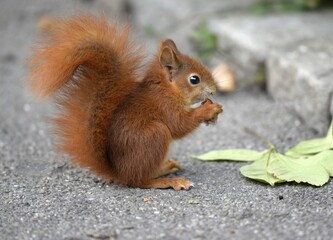 European squirrel (Sciurus vulgaris) holding nut, sitting on street, Stuttgart, Baden-Württemberg, Germany, Europe