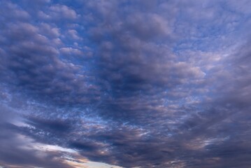 Large fleecy clouds (Altocumulus) at the evening sky, Bavaria, Germany, Europe