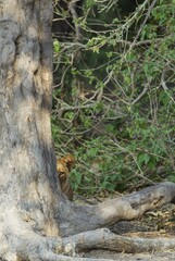 Lion (Panthera leo), female under shade of tree, observing surroundings, Chobe National Park, Botswana, Africa