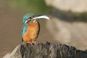 Male Kingfisher (Alcedo atthis) on stone with fish for mating feeding, morning light, Hesse, Germany, Europe