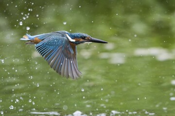 Flying Kingfisher (Alcedo atthis) flying, with water drops, Hesse, Germany, Europe