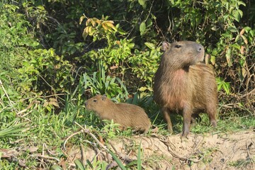 Capybara (Hydrochoerus hydrochaeris) with a young on a river bank, Cuiaba River, Pantanal, Mato Grosso, Brazil, South America