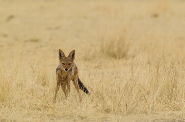 Black-backed Jackal (Canis mesomelas) in dry grass, Kalahari Desert, Kgalagadi Transfrontier Park, South Africa, Africa