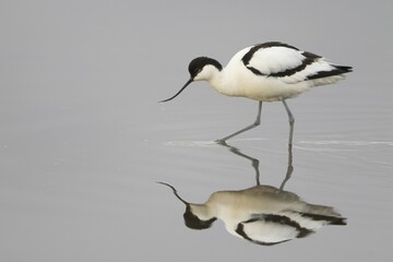 Avocet (Recurvirostra avosetta) looking for food, reflection in the water, island Texel, Holland, Netherlands