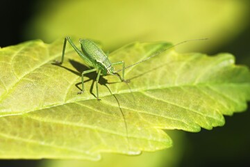 Speckled bush-cricket (Leptophyes punctatissima), larva sits on leaf, Schleswig-Holstein, Germany, Europe