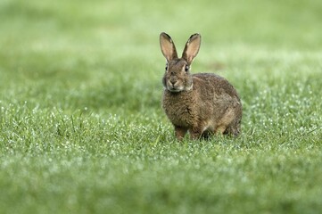 European rabbit (Oryctolagus cuniculus) in wet meadow, Lower Rhine, North Rhine-Westphalia, Germany, Europe