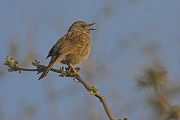 Obraz premium Singing Dunnock (Prunella modularis) on branch, Hesse, Germany, Europe