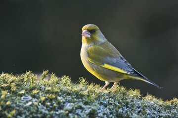 Greenfinch (Carduelis chloris) in moss with hoar frost, Emsland, Lower Saxony, Germany, Europe