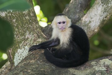White-headed capuchin (Cebus capucinus) sitting in tree, Manuel Antonio National Park, Puntarenas Province, Costa Rica, Central America