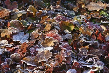 Autumn leaves with hoarfrost on the ground, Saxony, Germany, Europe
