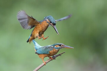 Male kingfisher (Alcedo atthis) approaching female for mating, Hesse, Germany, Europe