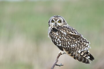 Short-eared Owl (Asio flammeus), Lower Saxony, Germany, Europe