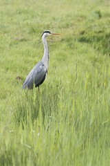 Gray Heron (Ardea cinerea) standing in meadow, Texel, North Holland, Netherlands