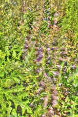 Flowers creative, artistic shot, long-leaved bear's breech (Acanthus hungaricus), flowers alienated, mix of flowers, plants, fragrant, green, Germany, Europe