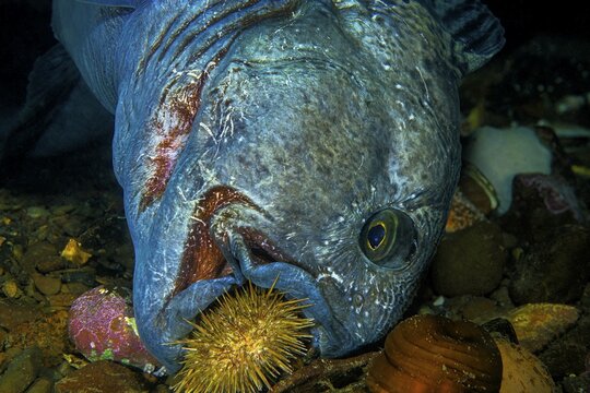 Atlantic wolffish (Anarhichas lupus), eats starfish, Nova Scotia, Atlantic Ocean, Canada, North America
