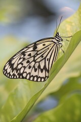 Paper Kite (Idea leuconoe), captive, Emsland, Lower Saxony, Germany, Europe