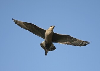 Arctic skua (Stercorarius parasiticus), female in breeding plumage, flying in front of blue sky, northern Norway, Norway, Europe