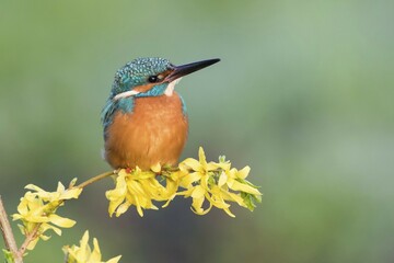 Kingfisher (Alcedo atthis) on forsythia branch, Hesse, Germany, Europe