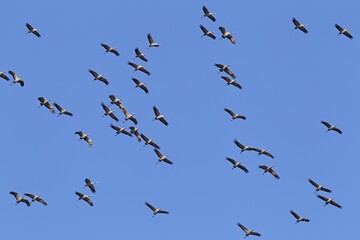 Flying gray cranes (Grus grus), bird migration, Rügen-Bock region, Western Pomerania Lagoon Area National Park, Mecklenburg-Western Pomerania, Germany, Europe