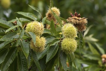 Sweet chestnut (Castanea sativa), ripe fruits, Bamberg, Upper Franconia, Bavaria, Germany, Europe