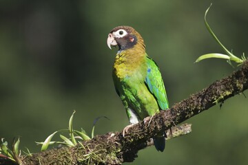 Brown-hooded Parrot (Pyrilia haematotis) perched on a tree branch, male, Heredia Province, Costa Rica, Central America