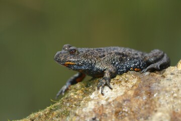 European fire-bellied toad (Bombina bombina), toad, Lake Balaton, Hungary, Europe