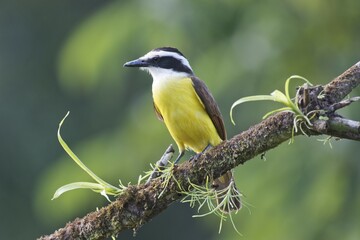 Great Kiskadee (Pitangus sulfuratus) perched on a tree branch, Heredia Province, Costa Rica, Central America