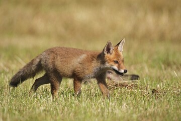 Red fox (Vulpes vulpes) kitten, 3 months old, Allgaeu, Bavaria, Germany, Europe