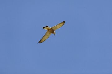 Lesser Kestrel (Falco naumanni) with captured lizard, Extremadura, Spain, Europe