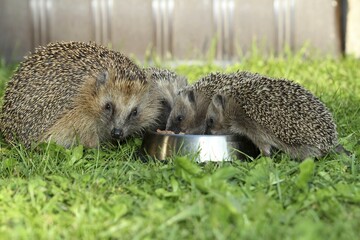 Hedgehog (Erinaceus europaeus), female and young animals, 4 weeks, feeding from feeding bowl in the...