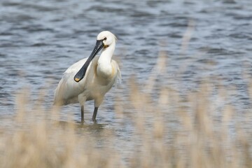 Common spoonbill (Platalea leucorodia), Texel, North Holland, Netherlands