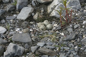 Ringed Plover (Charadrius hiaticula), clutch of eggs, North Norway, Norway, Europe