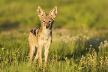Black-backed Jackal (Canis mesomelas), standing in grassland, Kalahari Desert, Kgalagadi Transfrontier Park, South Africa, Africa
