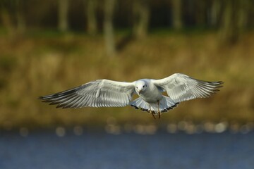 Black-headed Gull (Chroicocephalus ridibundus) in flight, Kemnade, Witten, North Rhine-Westphalia, Germany, Europe