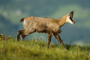 Alpine chamois (Rupicapra rupicapra) walking in mountain meadow, Vosges, France, Europe