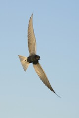 Flying Black tern (Chlidonias niger), Gelderland, The Netherlands, Europe