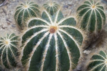Cacti (Parodia magnifica, syn. Notocactus magnificus), native to South Brazil, Rio Grande de Sol
