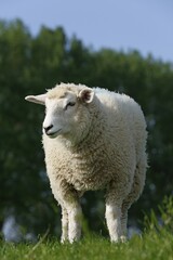 Fototapeta premium Young sheep (Ovis orientalis aries) in meadow, Elbdeich, Wedel Marsh, Schleswig-Holstein, Germany, Europe
