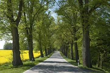 Largeleaf linden (Tilia platyphyllos) avenue next to rapeseed field, country road, Mecklenburg-Western Pomerania, Germany, Europe